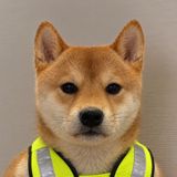 Shiba Inu in a yellow vest